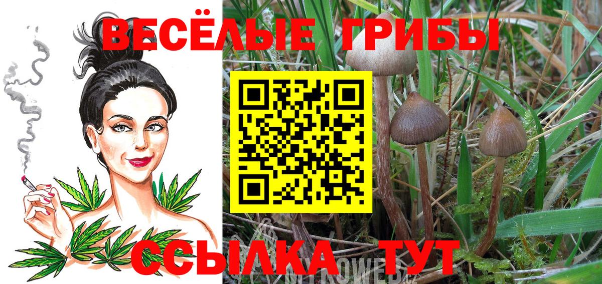 Галлюциногенные грибы Cubensis Алейск
